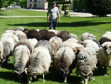 Schafe im Schlossgarten Charlottenburg