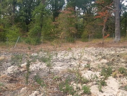 Wiederanpflanzung junger Gehölze in den waldartigen Bereichen des Parks Babelsberg