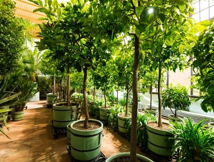 Orangerie im Schlossgarten Glienicke