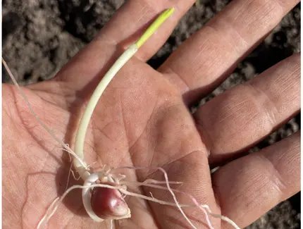 Veranstaltungen in Berlin: ZEA MAYS