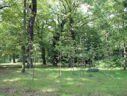 Nachpflanzungen im Park Sanssouci