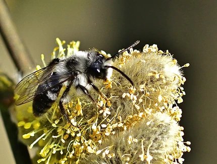 Wildbiene auf Weidenblüte