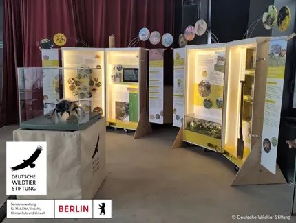 Veranstaltungen in Berlin: Wildbienen-Ausstellung der Deutschen Wildtier Stiftung