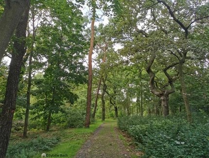 Veranstaltungen in Berlin: Kulinarische Wildkräuterführung unter dem Motto "walk and taste" rund um den U-Bahnhof Ruhleben
