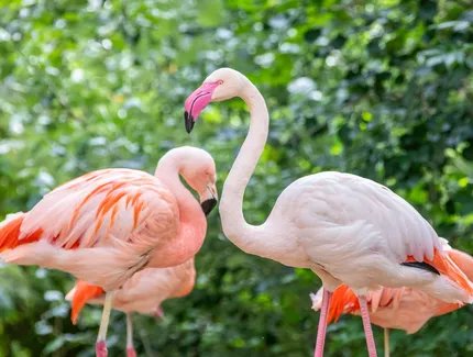 Flamingos