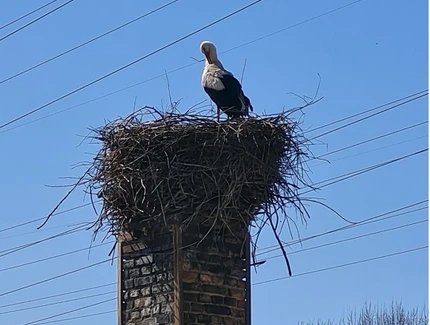 Storch im Nest