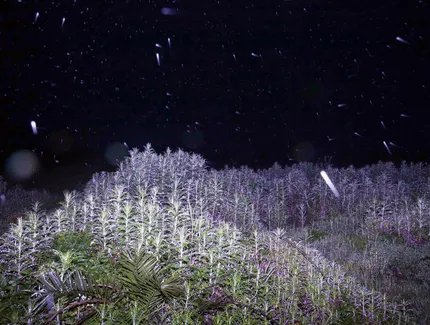 Sitting_On_A_Cornflake 2017/2025