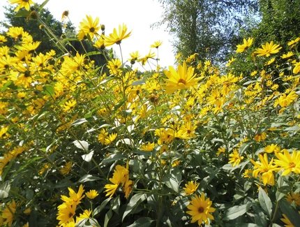 gelbe Blumen