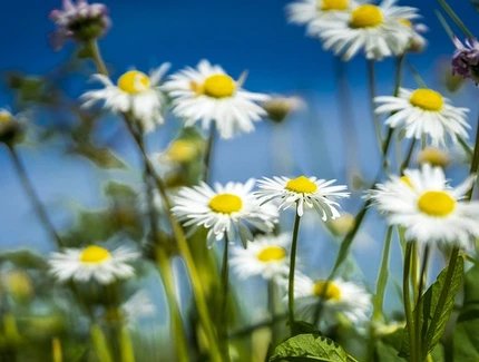 Gänseblümchen
