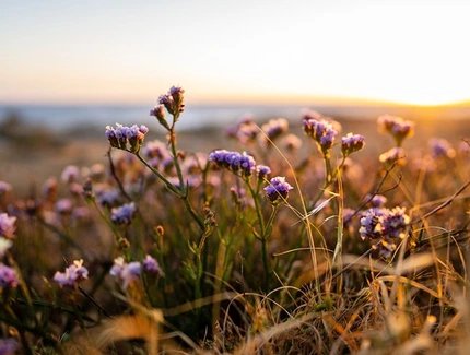 Wildblumen im Herbst