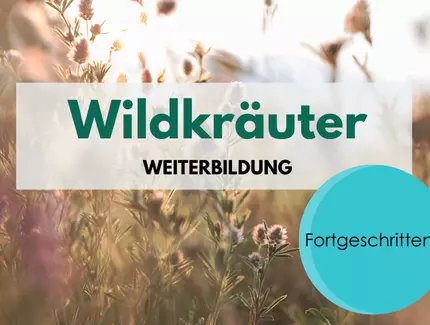 KEY VISUAL Wildkräuter Weiterbildung für Fortgeschrittene