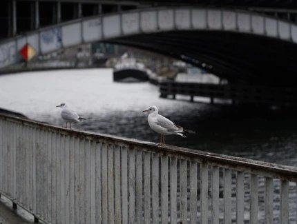 Zwei Möwen auf einem Brückengeländer an der Spree
