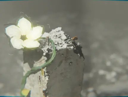 Film "Where the Jasmine Always Blooms" by Husein Bastouni