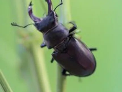 Hirschkäfer