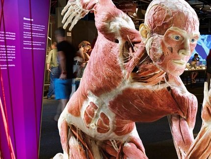 Veranstaltungen in Berlin: KÖRPERWELTEN Museum Berlin