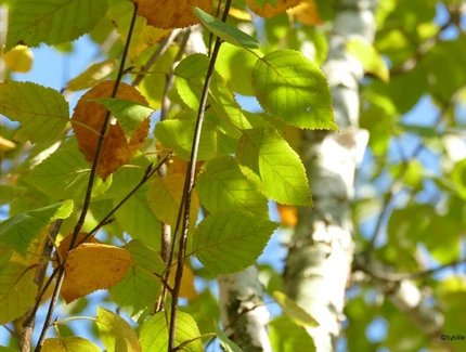 Veranstaltungen in Berlin: Kulinarische Wildkräuterführung unter dem Motto "walk and taste" im Georg-Kolbe-Hain an der Heerstraße