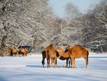 Winter im Tierpark Berlin