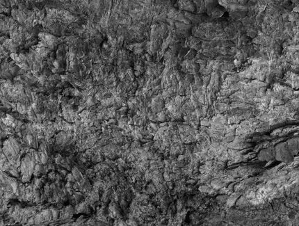 Breathing Matter(s): Listening Session – The Pines