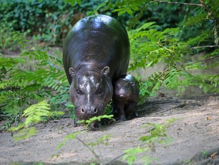 Zoologischer Garten Berlin - Zwergflusspferd