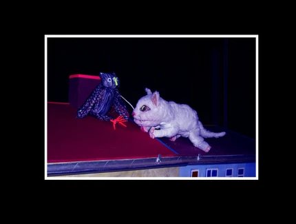 Nachtkatze und Dachgespenst – Theater Lingulino