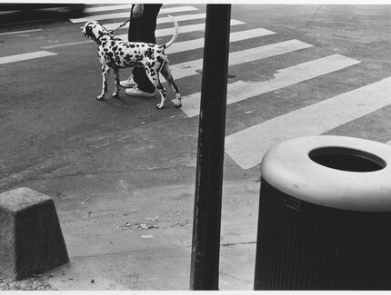 Manfred Paul, Zebrastreifen mit Hund, Paris 1988