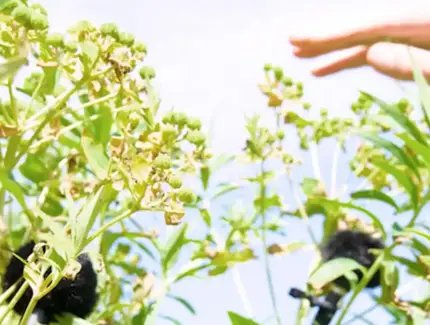 Veranstaltungen in Berlin: Breathing Matter(s): Field Recording Workshop – Sonic Perspectivism