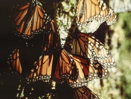 Monarchfalter Schwarm, Mariposa Monarca