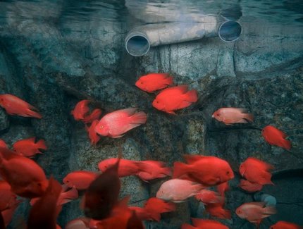 United Kingdom Photographer of the Year, Professional competition, Wildlife & Nature, Sony World Photography Award 2025