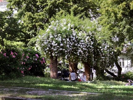 Helmholtzplatz, Prenzlauer Berg