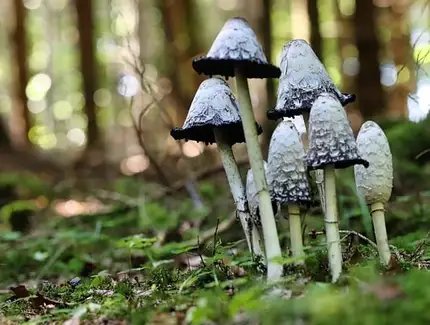 Pilze im Herbst