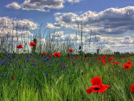 Blick auf eine Wiese mit roten Mohnblumen