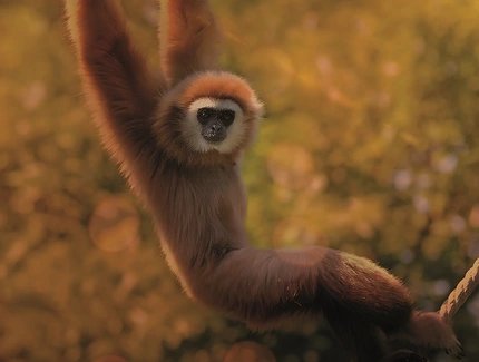 Veranstaltungen in Berlin: Tierische Jahreszeiten im Tierpark Berlin ꟾ Goldener Spätsommer