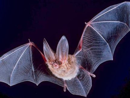 Fledermaus