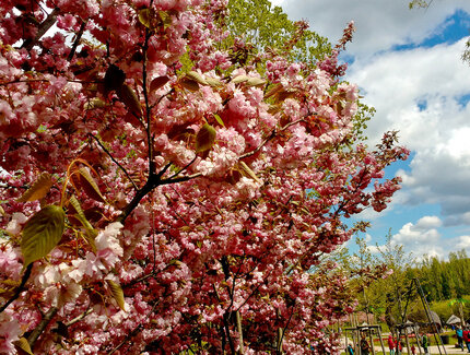 Gärten der Welt - Kirschblütenfest