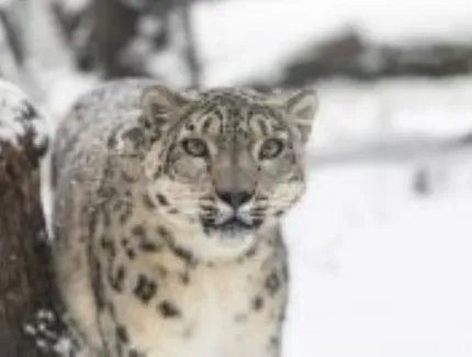 Schneeleopard im Tierpark Berlin