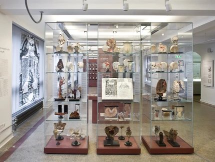 Museo di storia della medicina della Charité, sala espositiva