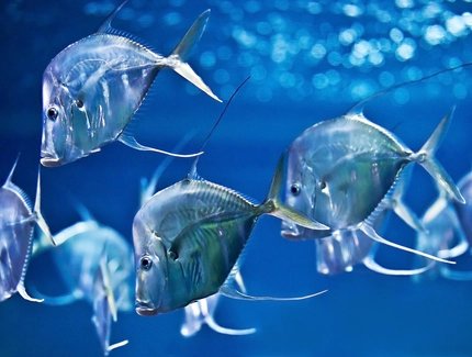 Aquarium Berlin