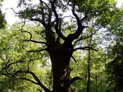Baum "Dicke Marie" im Tegeler Forst