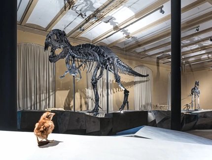 Dinosaur skeleton Tristan in Berlin, Museum of Natural History