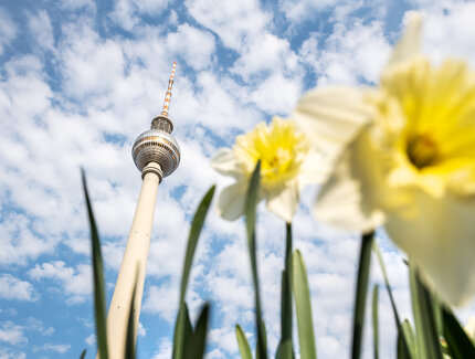 Berliner Fernsehturm hinter gelben Narzissen im Frühling