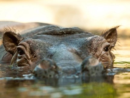 Flusspferd im Zoo Berlin