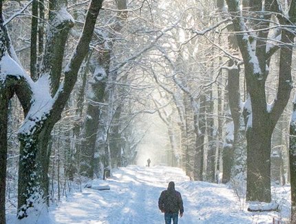 Grunewald im Winter