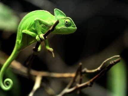 Jemenchmäleon_Aquarium Berlin