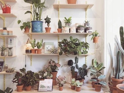 The Botanical Room