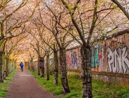 Cherry blossom on the Wall Trail in Berlin in springtime