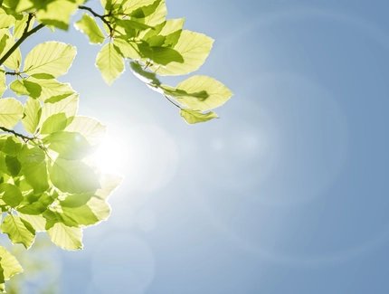 Spring leaves against the sky