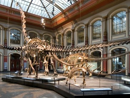 Dinosaurierskelett im Museum für Naturkunde Berlin