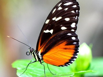 Schmetterling - Peter Czech