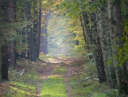 Spandauer Forst