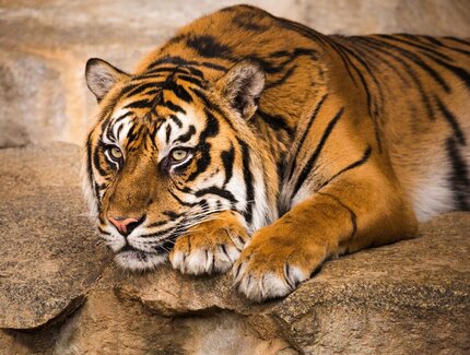 Tierpark Berlín Tigre de Sumatra